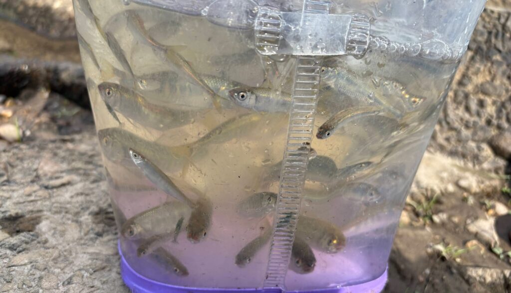 大量に釣れたシラハエ