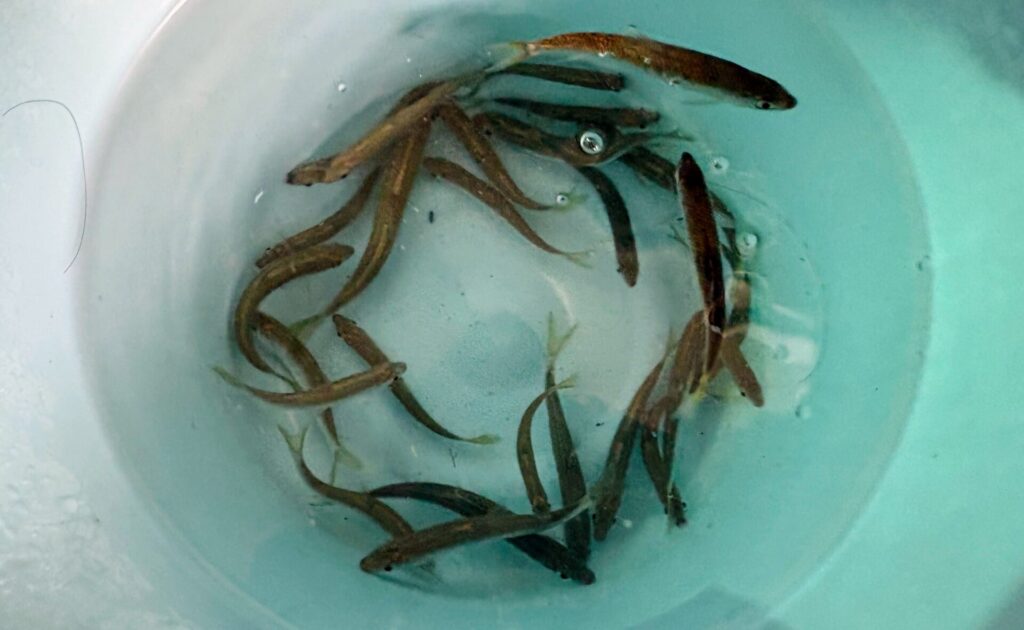 シラハエ（オイカワ）泥抜き