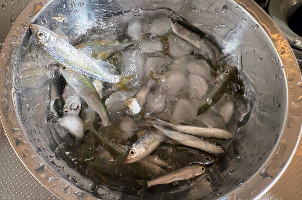 氷水につけて、仮死状態に