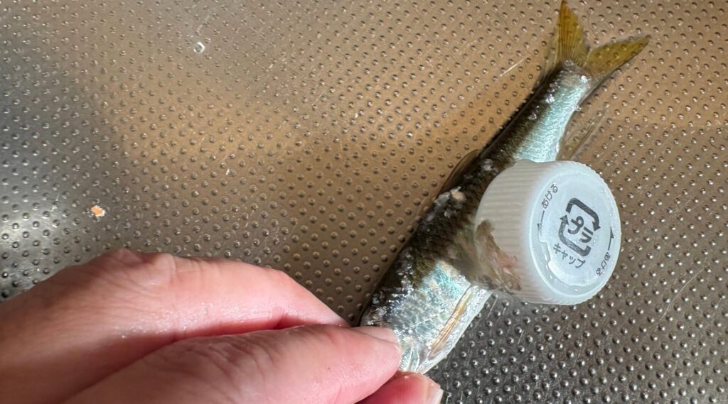 ペットボトルのキャップで撫でると、鱗が取れる