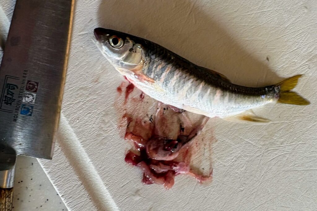 おしり側から包丁を入れて、腸を取る。