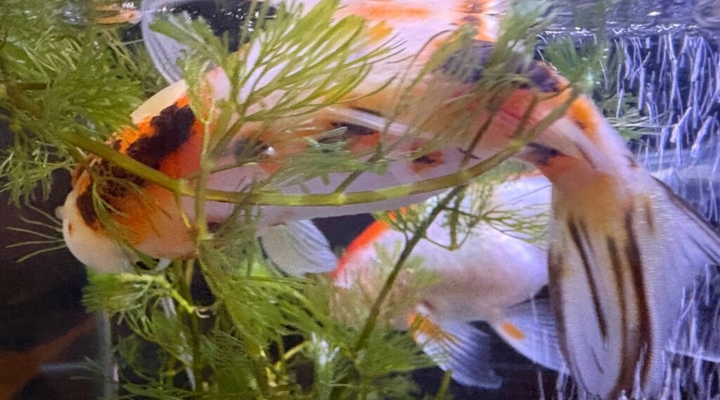 水草に体を預けるような感じで、ちょっとしんどそう。