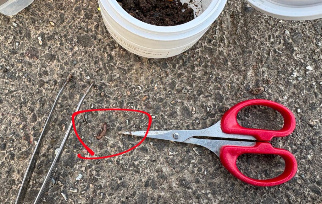 小さなミミズを２～３匹。