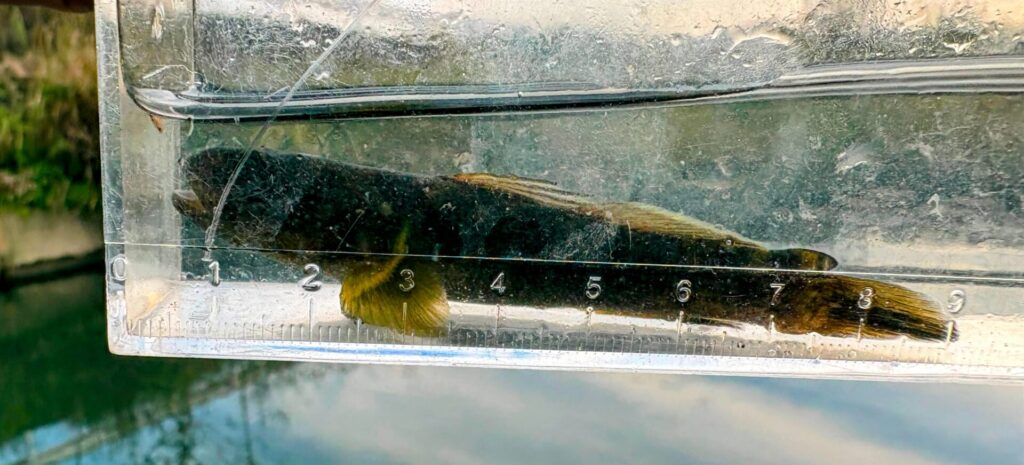 でかいヨシノボリ。