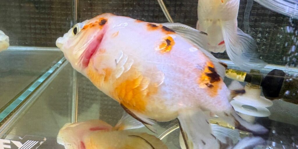 最後の夜はかなり苦しそうで、翌朝には静かに息を引き取っていた