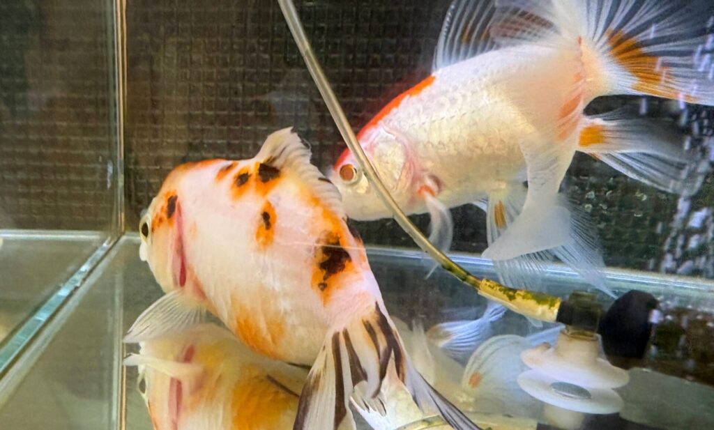 底の方に沈んで、尾びれも垂れて元気がない。心配そうに話しかける?ちびちゃん。