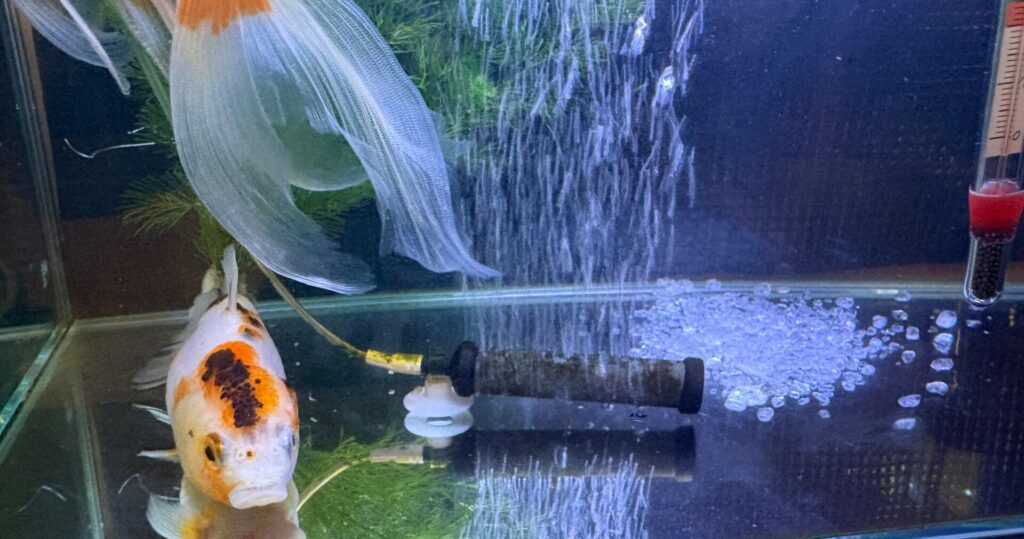 粗塩を投入。元気がなく沈んでるラン。