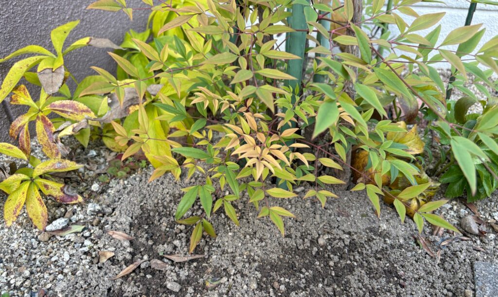 ランちゃん。ありがとう。安らかに