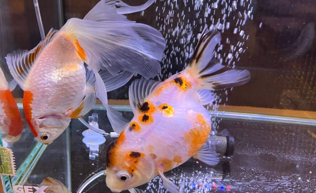 今年春頃の様子。とてもきれいで健康で元気いっぱいだった