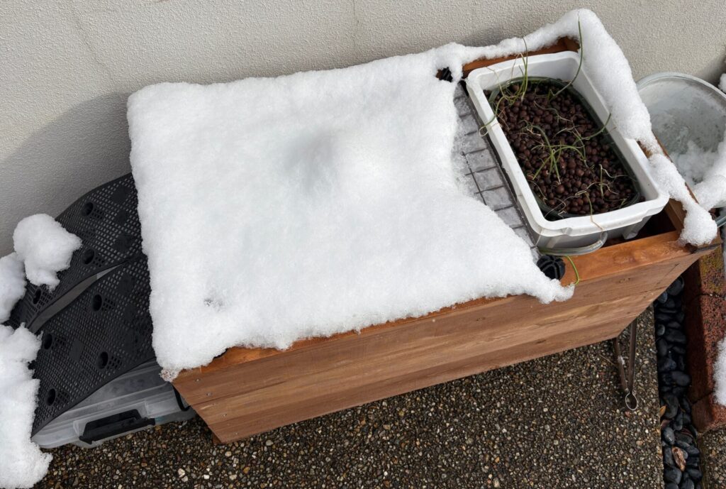 朝起きたら、雪で覆われていたが、ろ過器は水温が保たれているみたいで積もっていない。