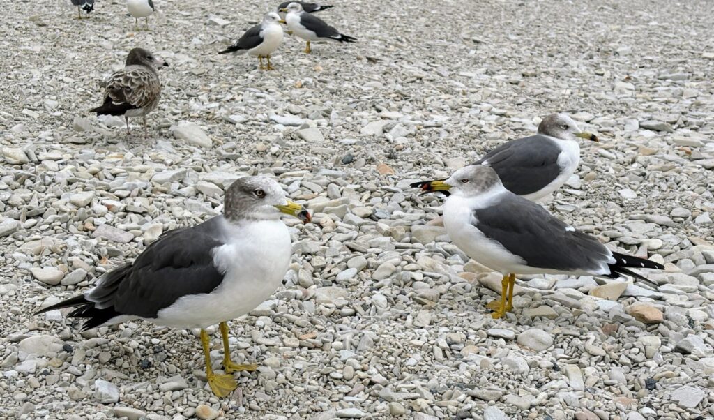 ウミネコたち
