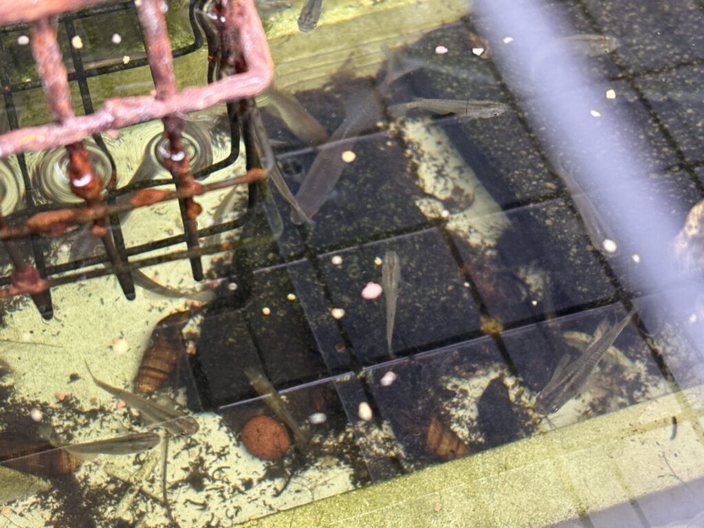 メダカ、タイリクバラタナゴ、ヌマエビ、カワニナ、、、