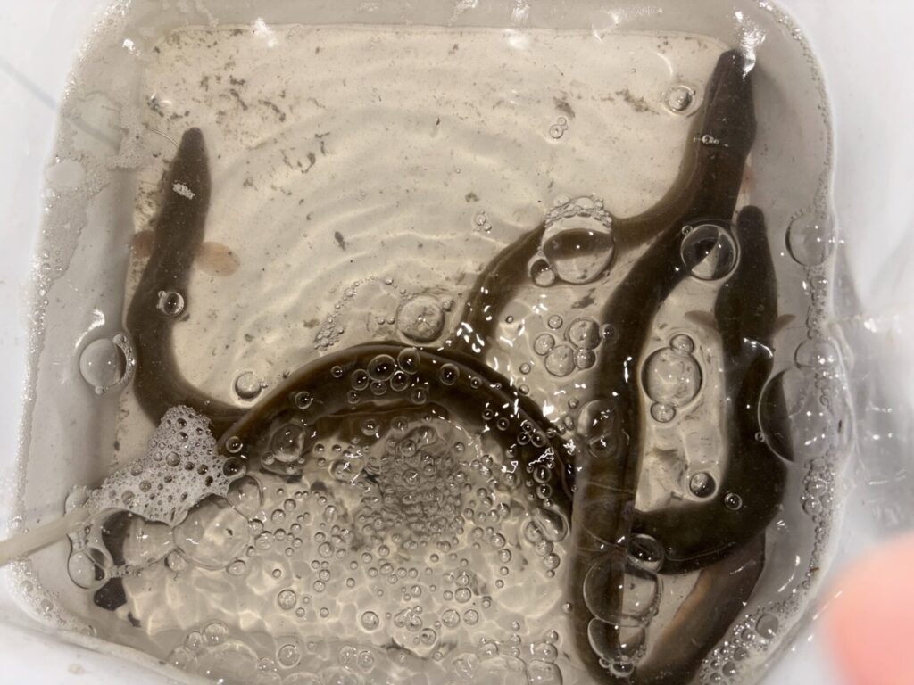 ウナギ3匹は、まぁまぁ満足
