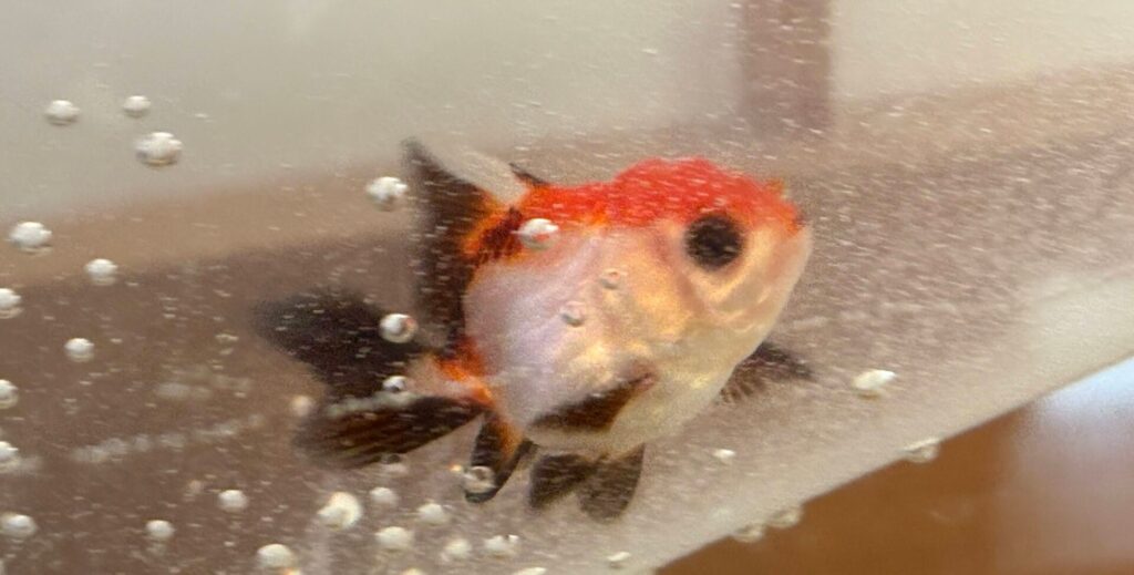 来たばかりのトリカラーオランダのクロちゃん
