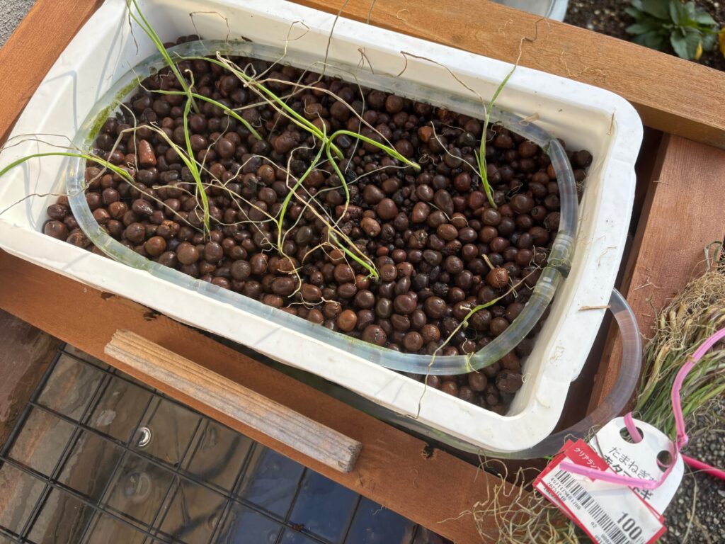 12月苗を植えたばかり