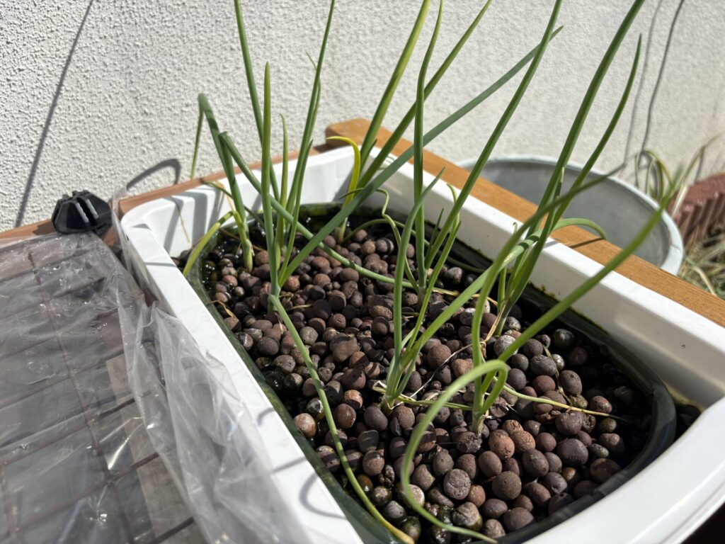 根付いてきたよう