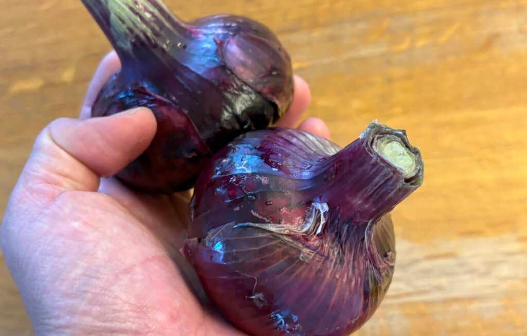 収穫できた赤玉ねぎ