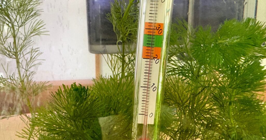水道水で満たした水槽は、30度超
