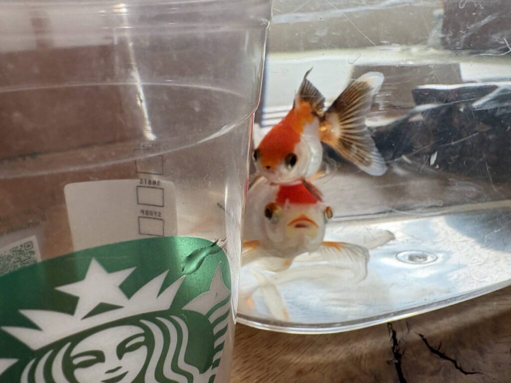 網は使わずに、スタバのカップでお引越し