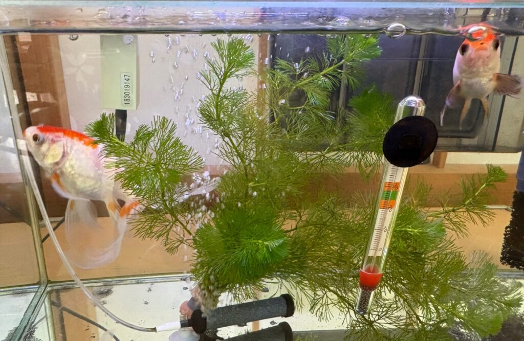 水が新しくなって、気持ちよさそう