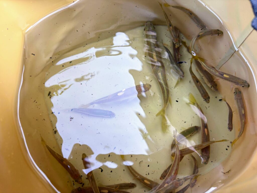 カワムツが大量