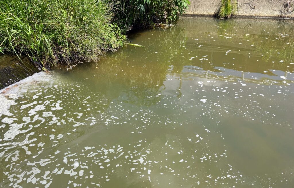 大きな川は、流れ込み前後の少し流れが弱いところが狙い目